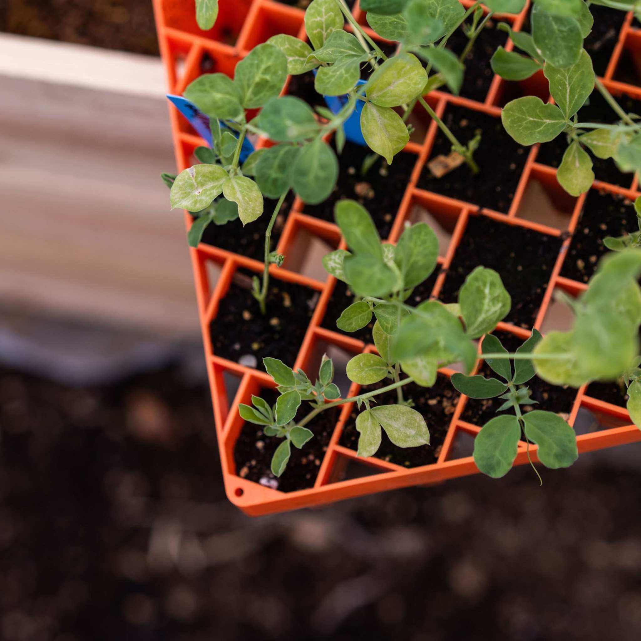 Seedlings in an orange tray with a blurred background 