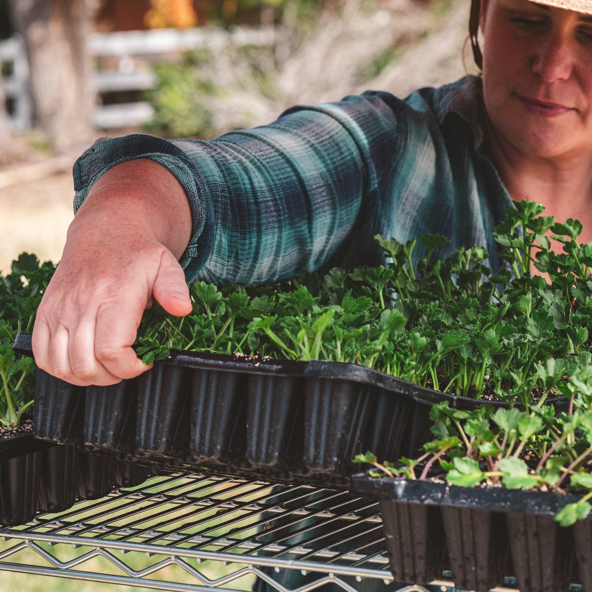 72 Cell Tree Plug 72-Cell Seed Starting Trays – Redwood Seeds