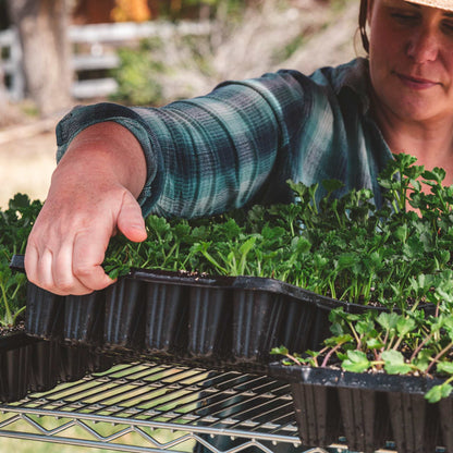 Person tending to seedlings in black trays outdoors