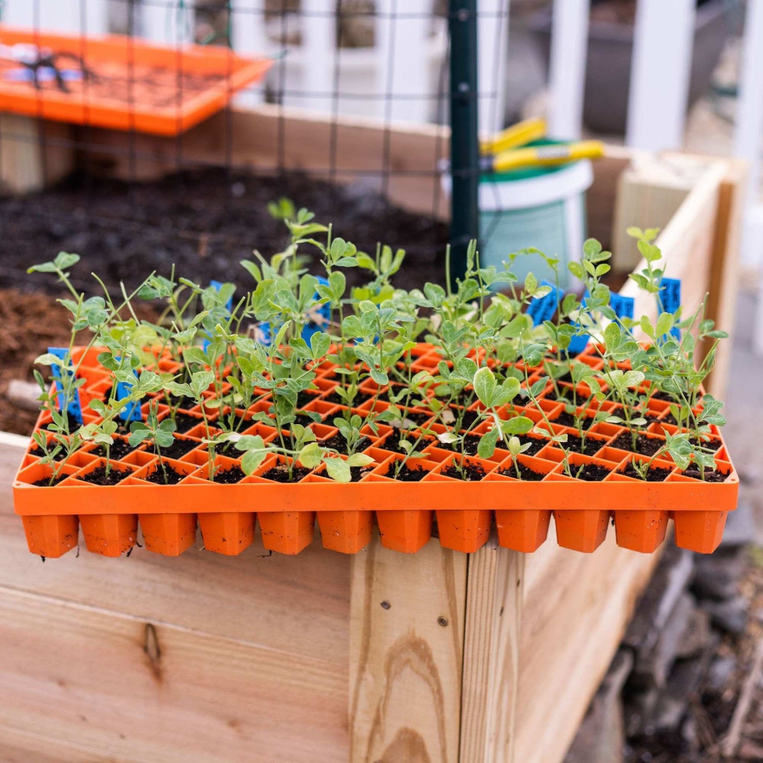 Orange seedling tray with small plants on a wooden surface outdoors. 