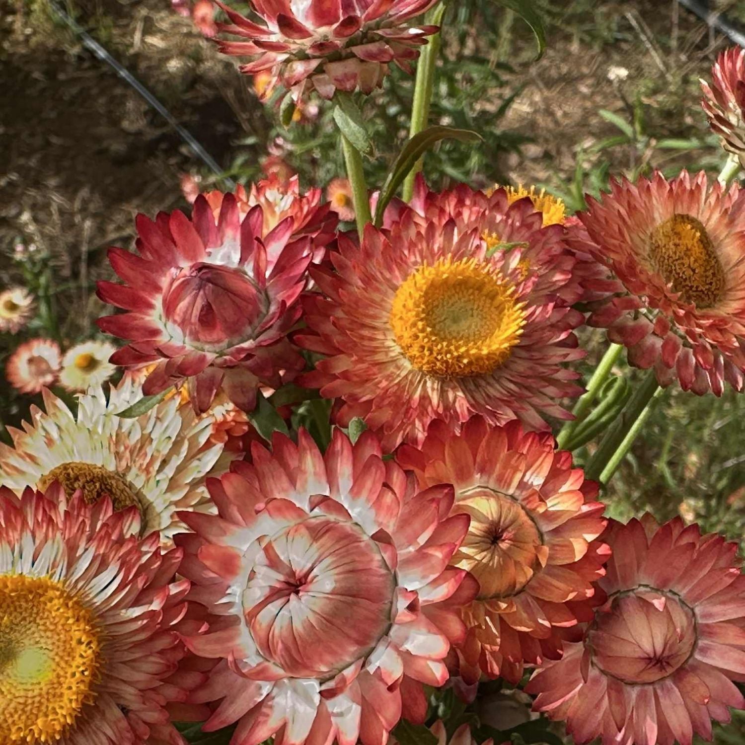 Apricot Peach Strawflower