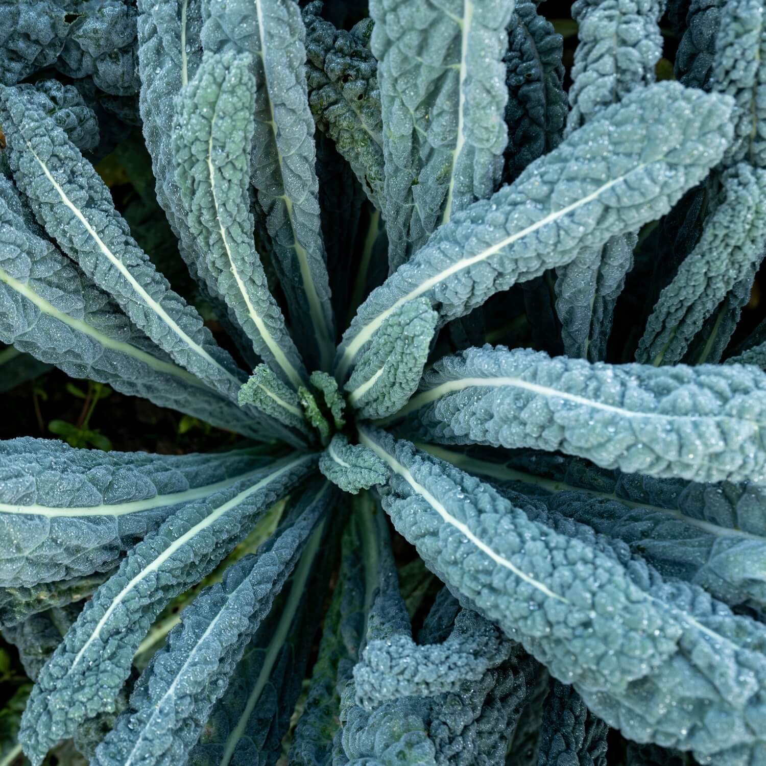 Close-up of a black magic kale plant with detailed leaf structure