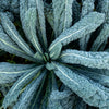 Close-up of a black magic kale plant with detailed leaf structure