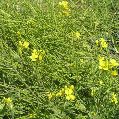 black mustard seed plant Black Mustard – Redwood Seeds