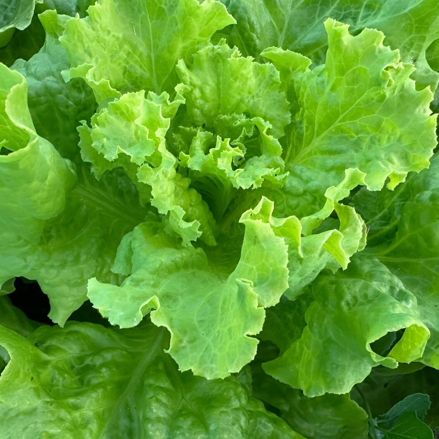 Black Seeded Simpson Lettuce