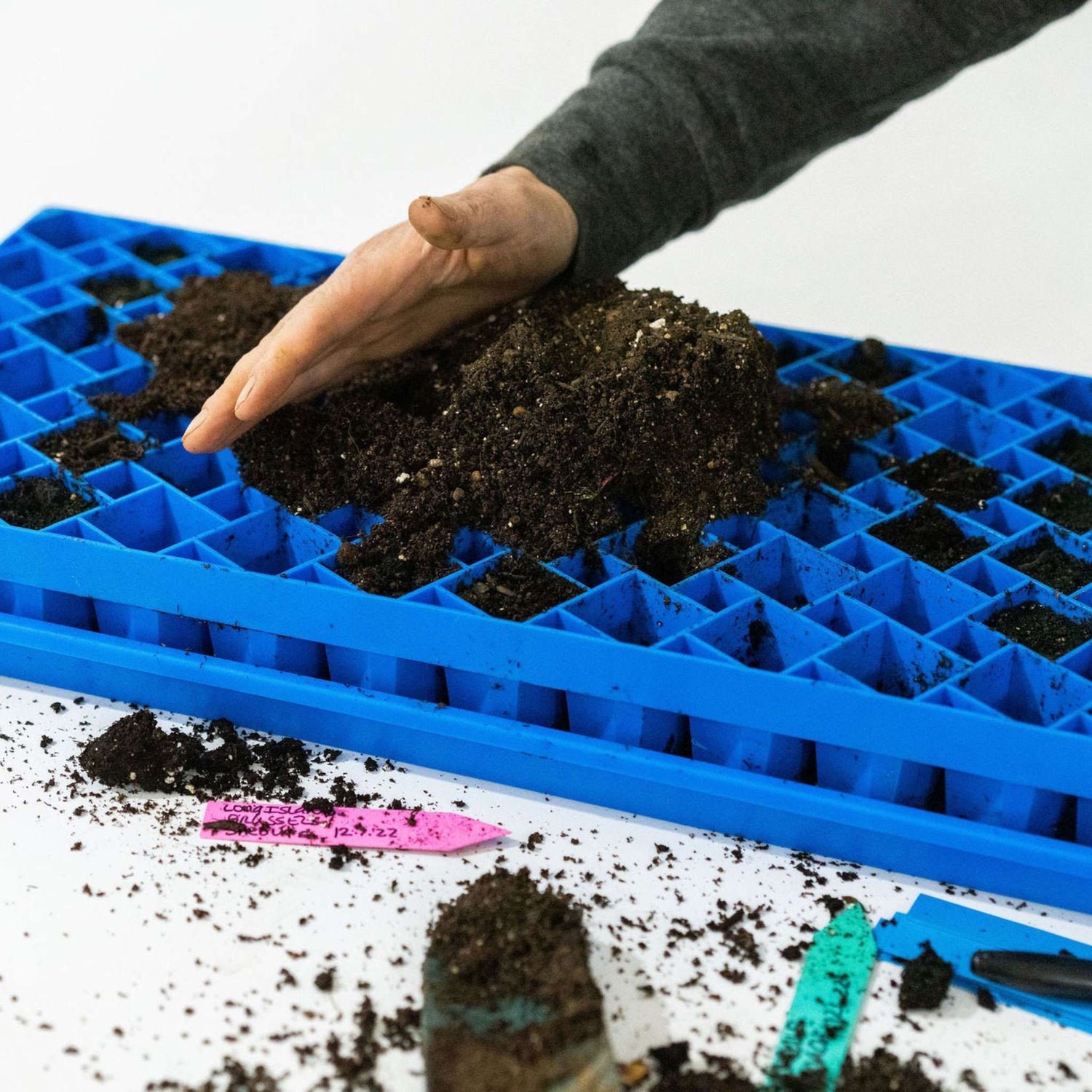 Person filling a blue seedling tray with soil on a white background 