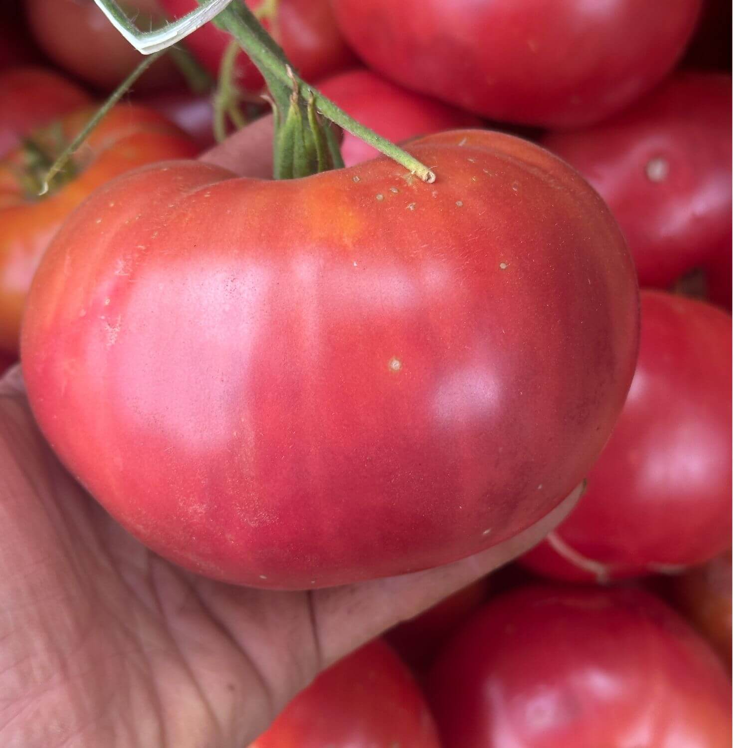 Brandywine Tomato