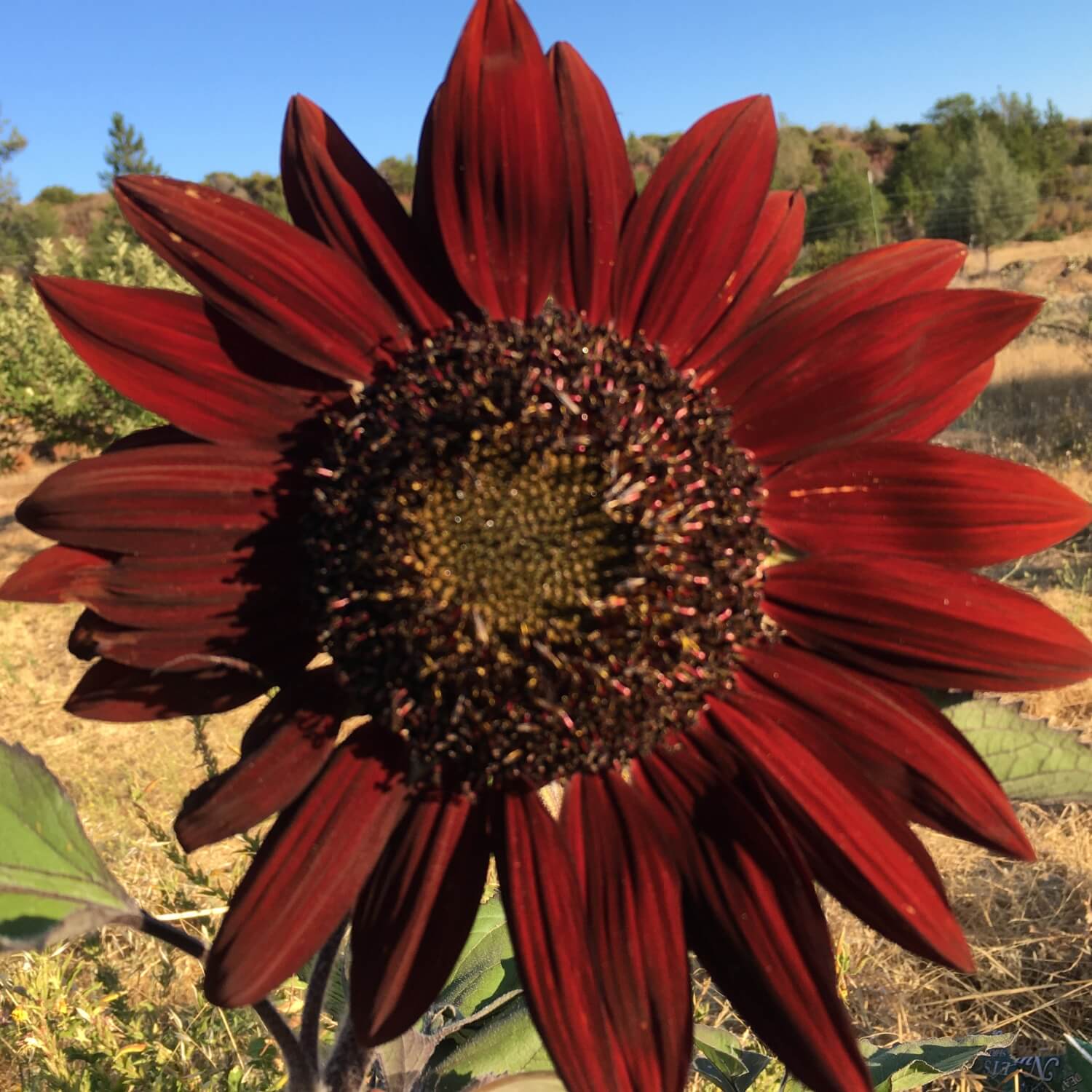 Close-up of a Chocolate Sunflower with a natural background