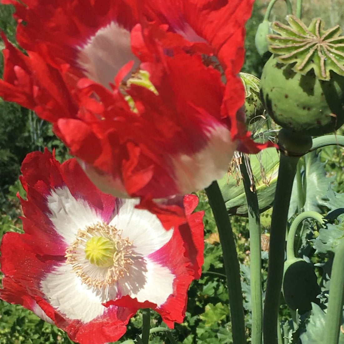 Danish Flag Poppy