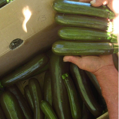 Hand holding a bundle of green zucchinis with a cardboard box in the background.