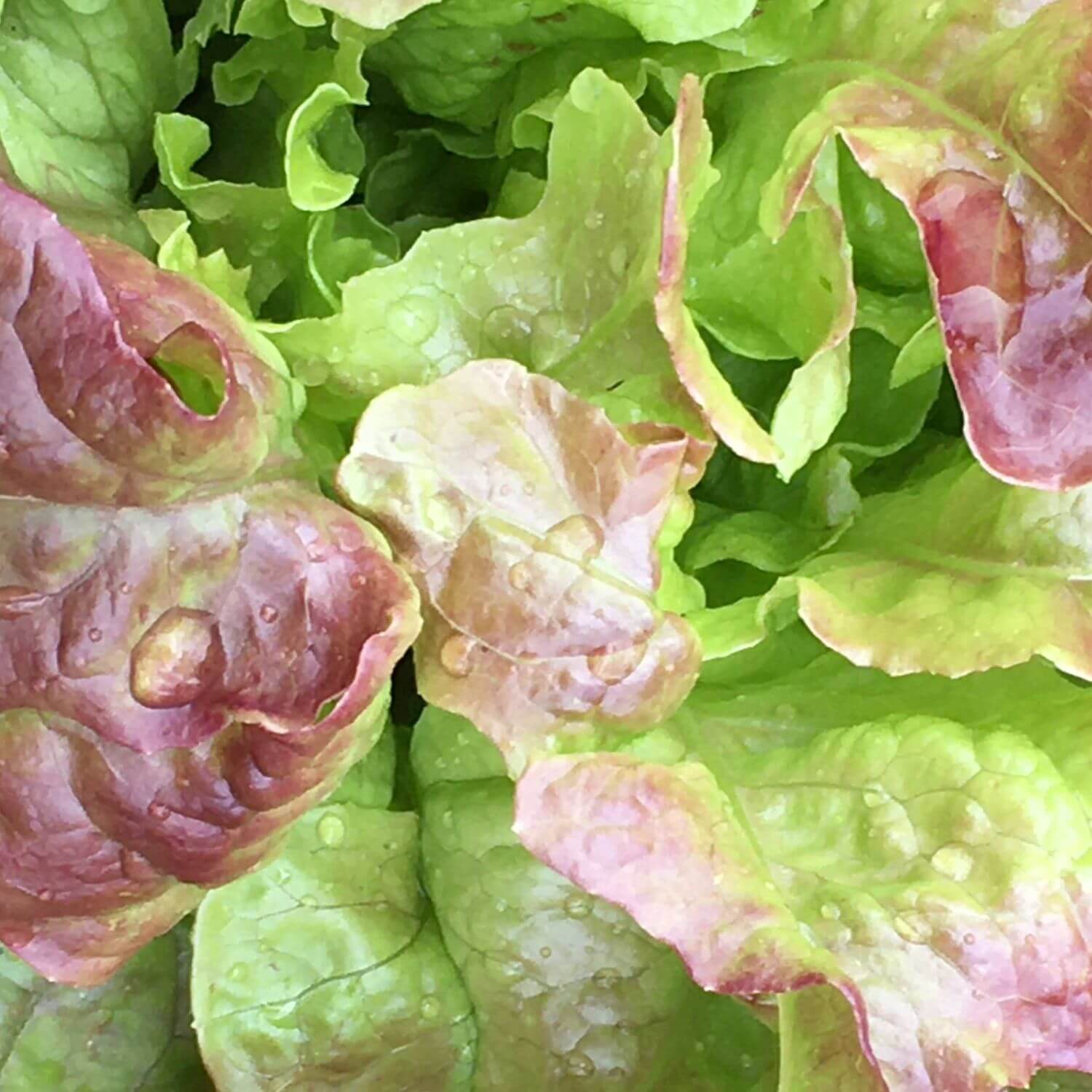 Drunken Woman Lettuce