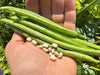 Fast Lady Northern/Southern Cowpea