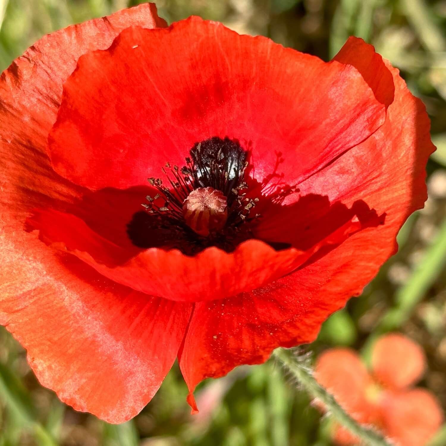 Close-up of a Flanders Corn poppy flower with a blurred green background