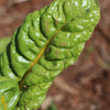 Close-up of a Golden Chard leaf with a blurred brown background