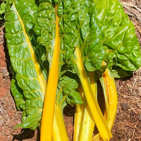 Close-up of Golden chard with yellow stalks on a brown soil background