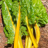 Close-up of Golden chard with yellow stalks on a brown soil background