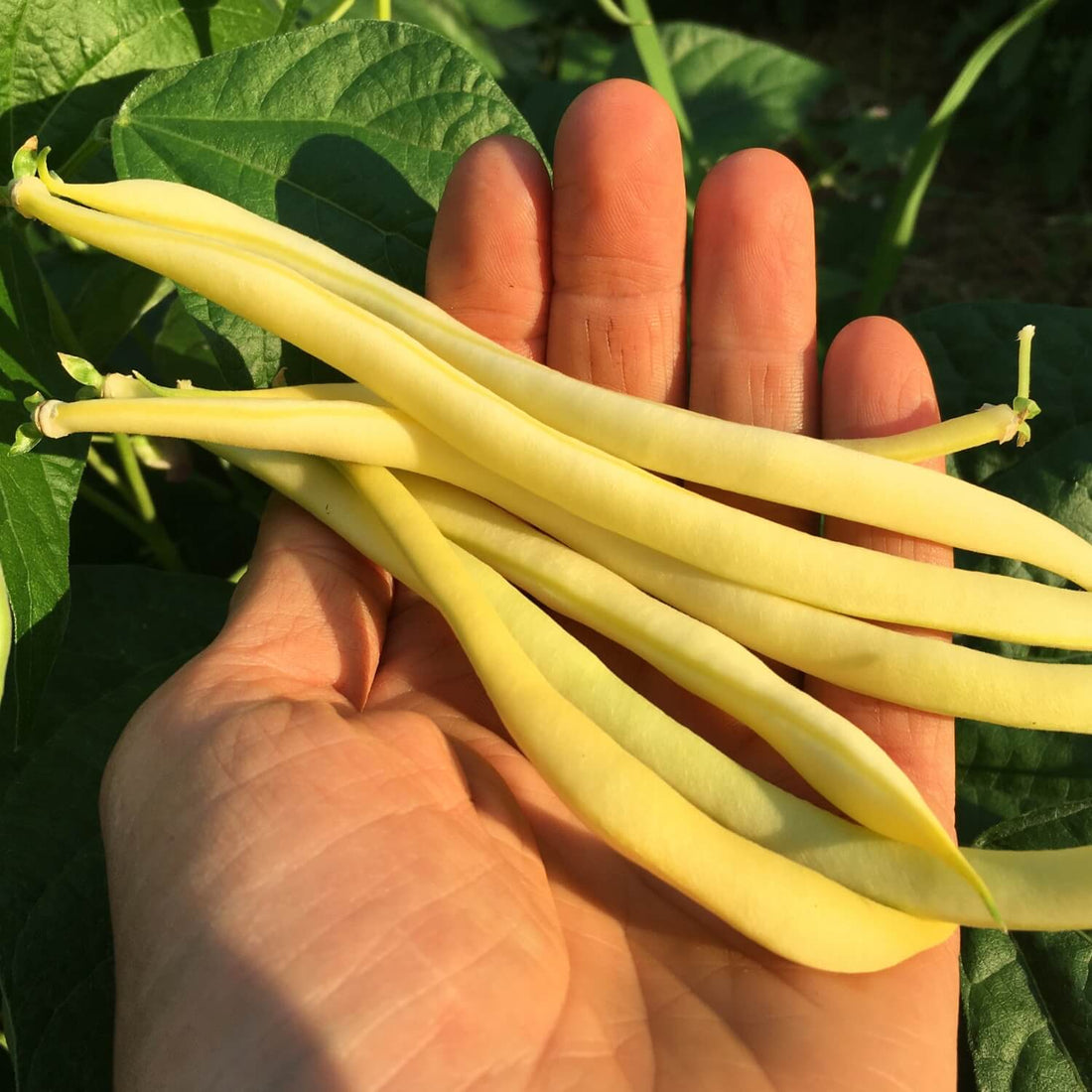 Hand holding fresh Golden rocky snap beans with green leaves in the background