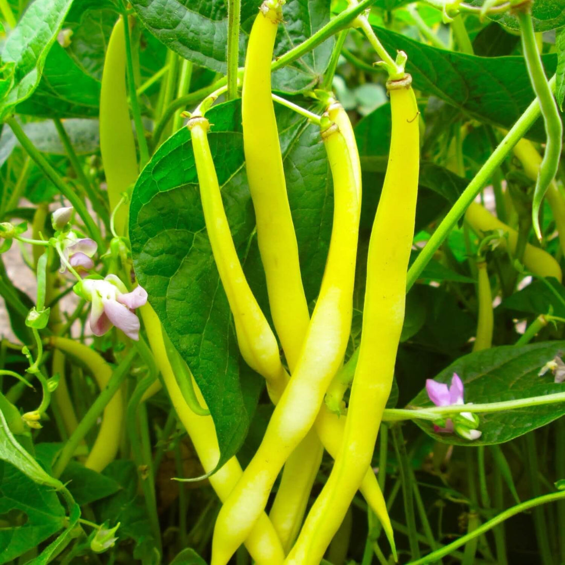 Golden rocky snap beans growing on a plant with green leaves