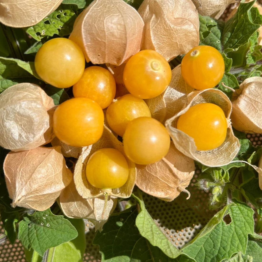 plant ground cherry seeds Ground Cherry – Redwood Seeds
