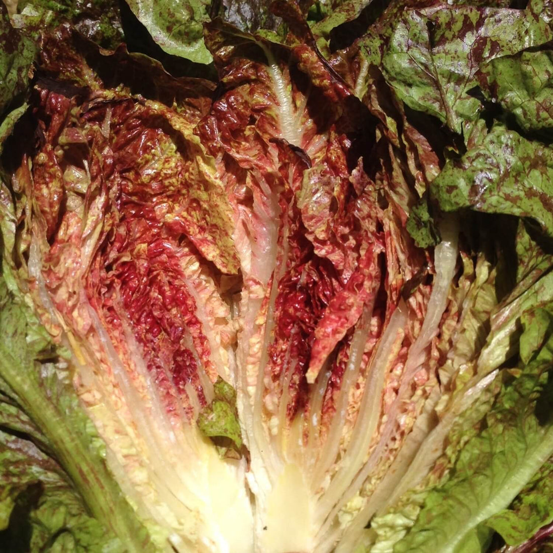 Close-up of a head of hearts aflame lettuce.