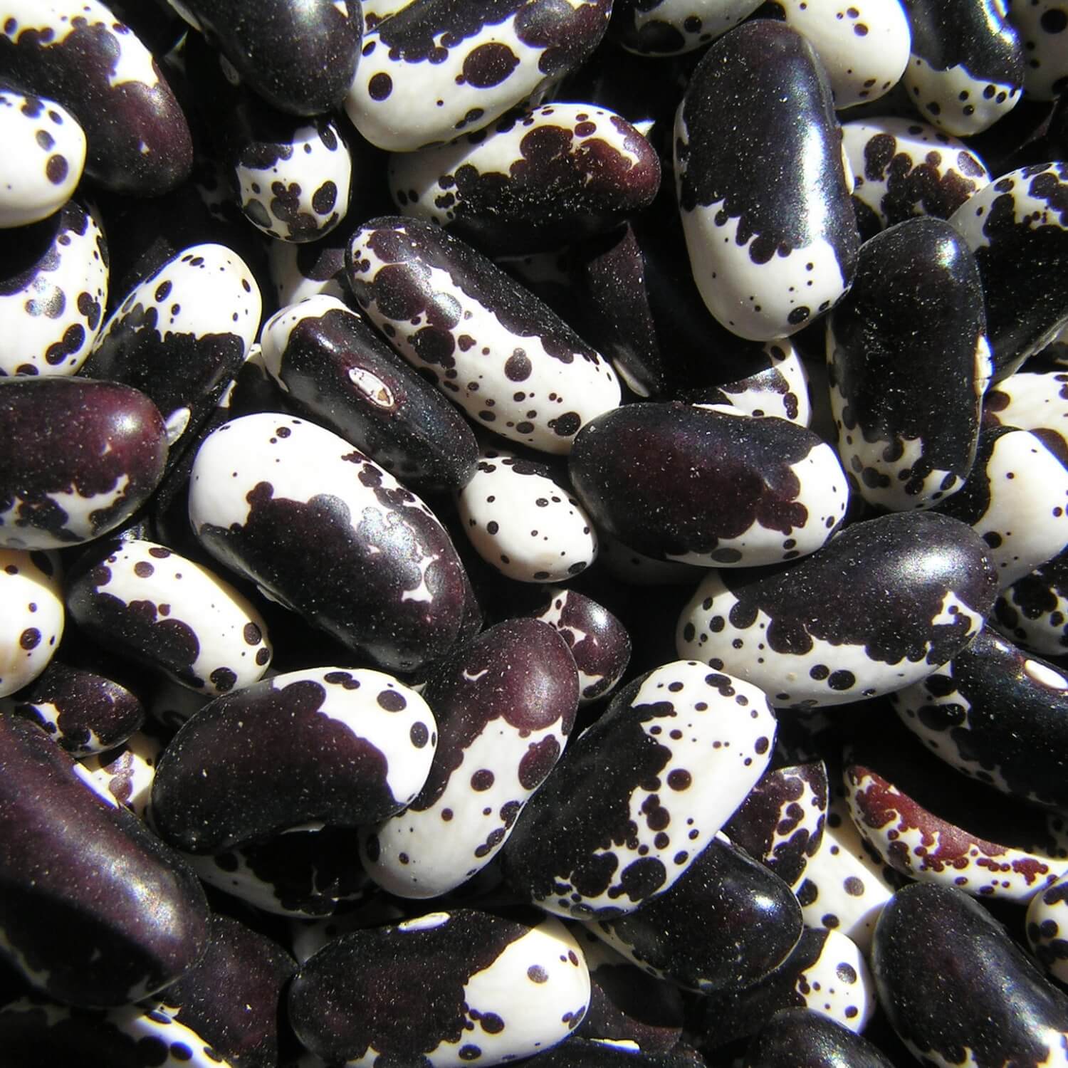 Redwood Seeds - Close-up of Holstein Bush Bean beans