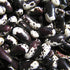 Redwood Seeds - Close-up of Holstein Bush Bean beans