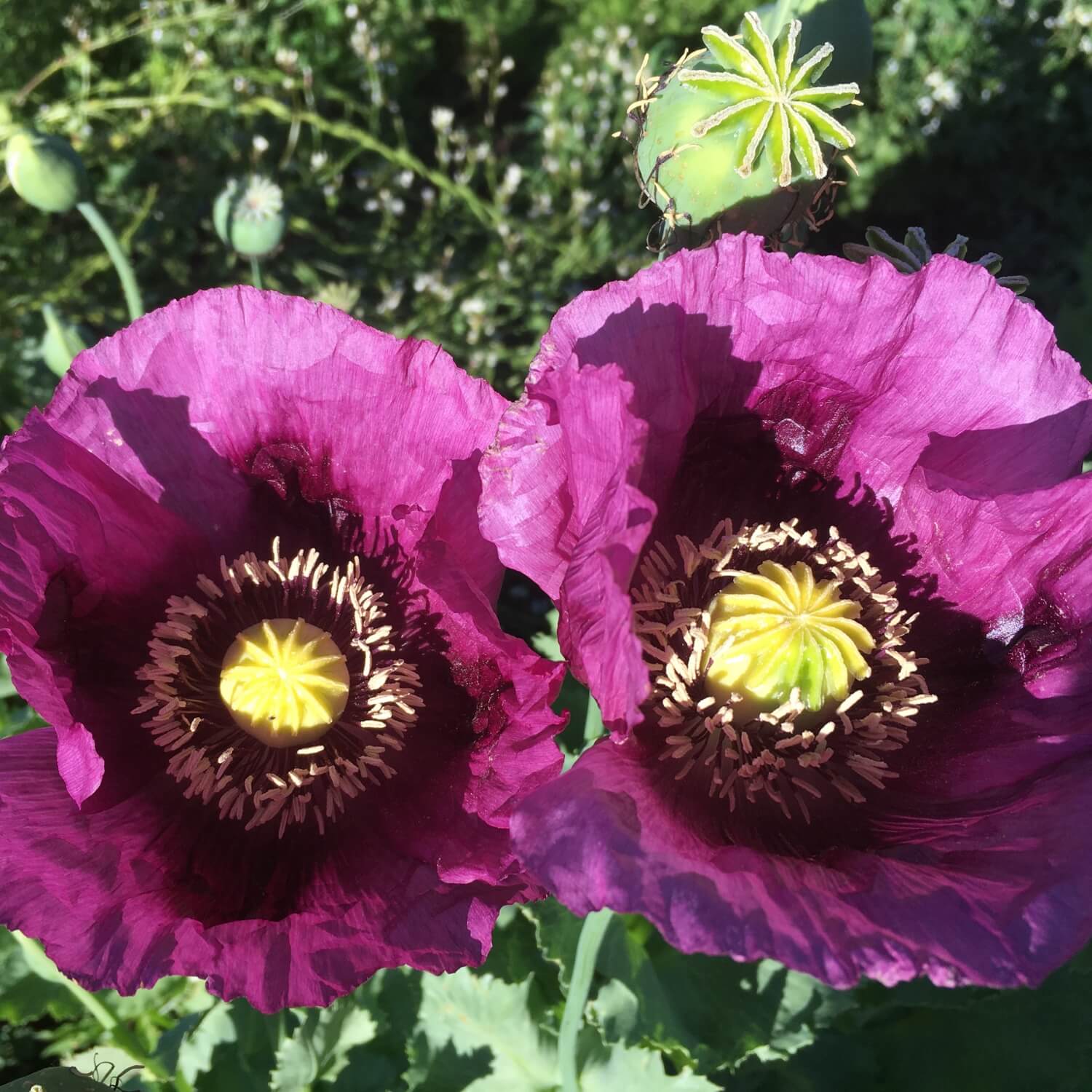 Two Hungarian blue breadseed poppy flowers with yellow centers in a garden setting