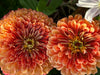 Redwood Seeds $50 Gift Card
