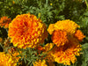 Redwood Seeds $100 Gift Card