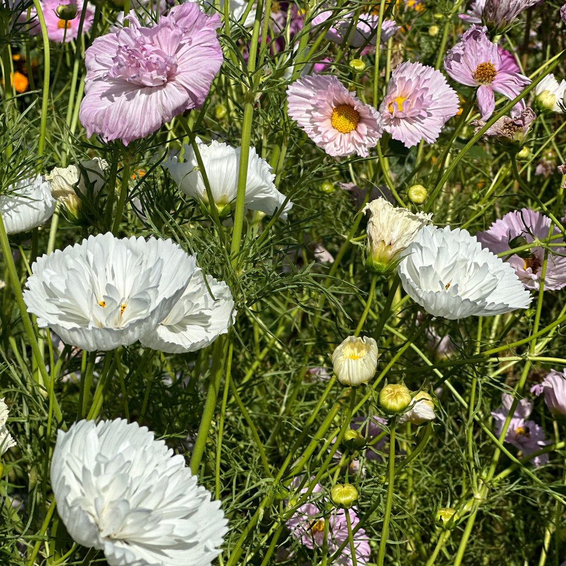 Cupcakes Mix Cosmos