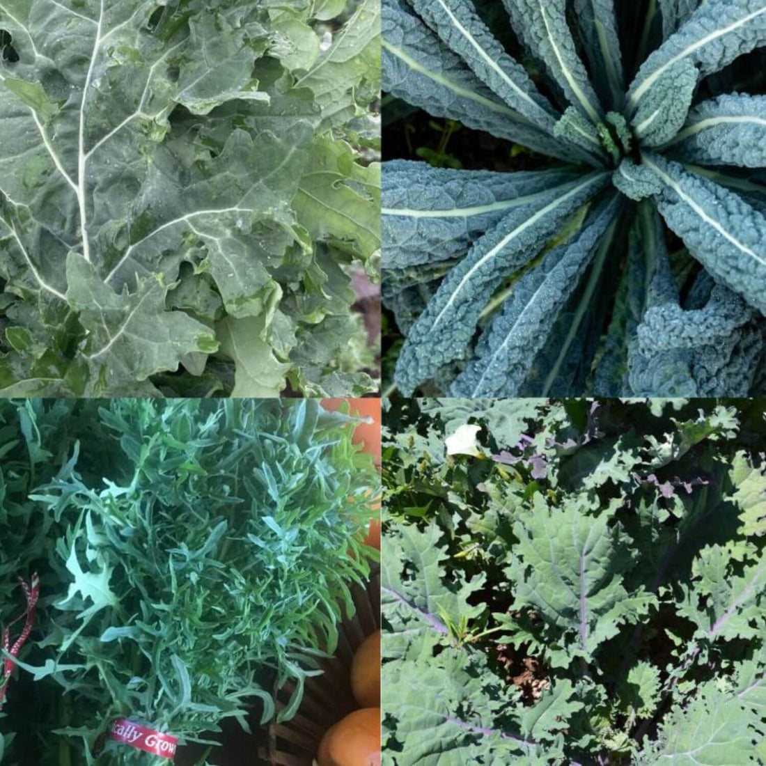 Collage of different types of kale with close-up views of their leaves.