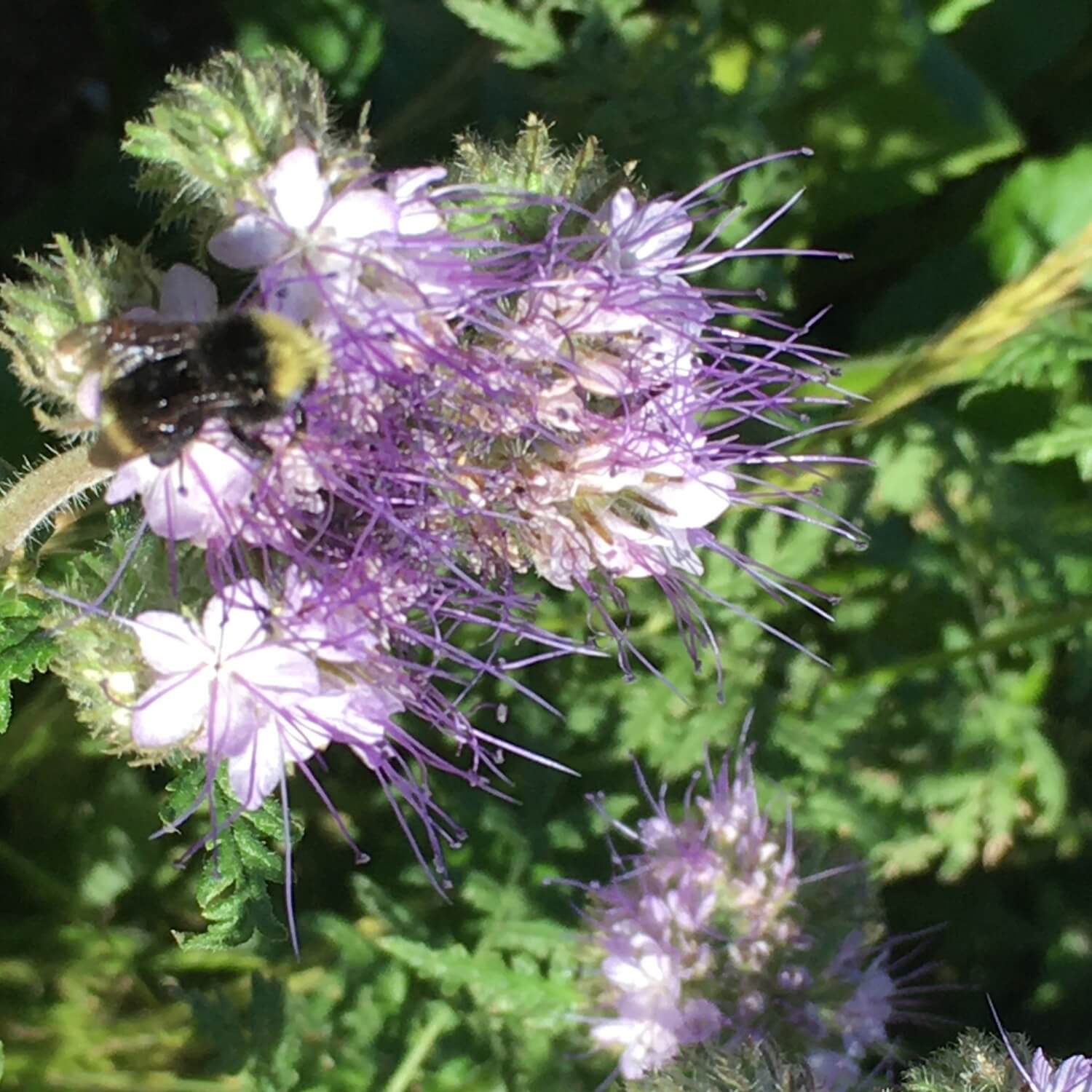 Bumblebee on a purple Lacy Phacelia flower with green leaves in the background