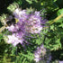 Bumblebee on a purple Lacy Phacelia flower with green leaves in the background