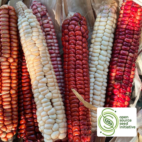 MAGIC MANNA CORN