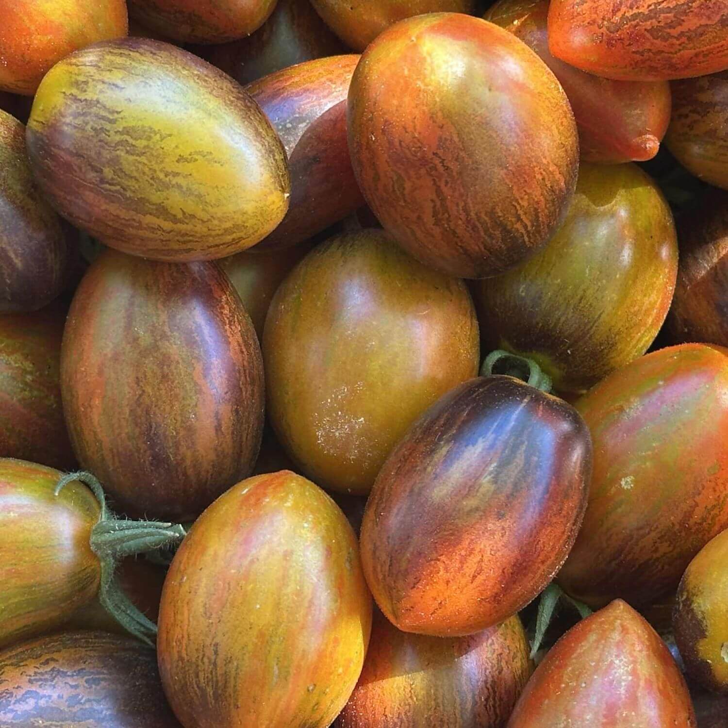 Magic Bullet Tomato
