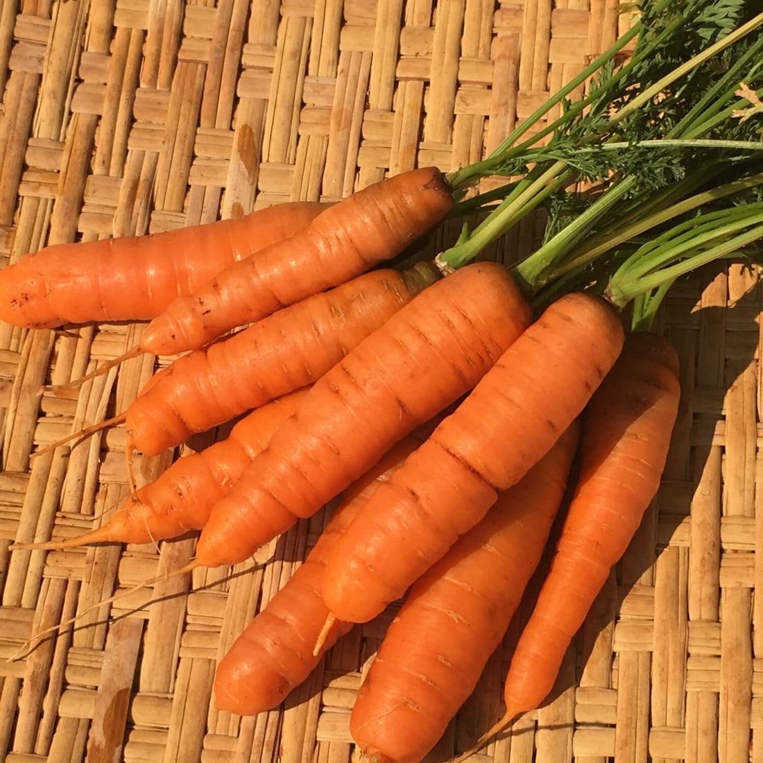 Bunch of minicor carrots on a woven surface