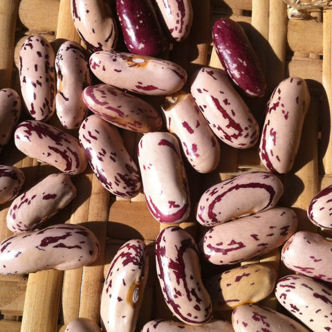 Close-up of purple and white Missouri Bill's Pole beans on a wooden surface