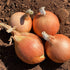 Four Brown skinned onions sitting on soil
