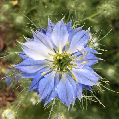 blue mist flower seeds Nigella