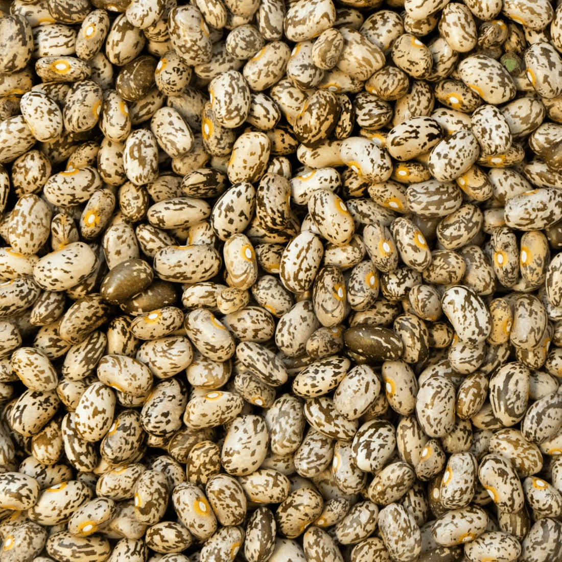 Close-up of dried Nodak Pinto beans with a speckled pattern