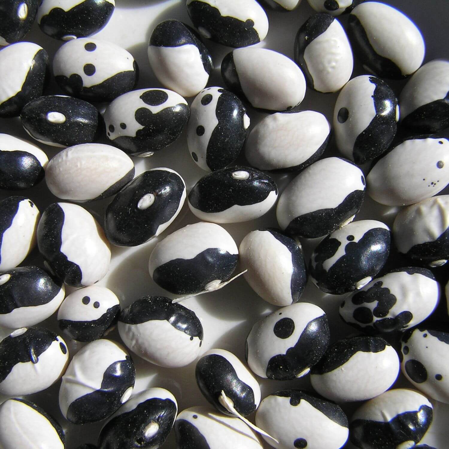 Black and white beans