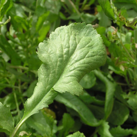 Close-up of a green Persian cress leaf with a blurred green background