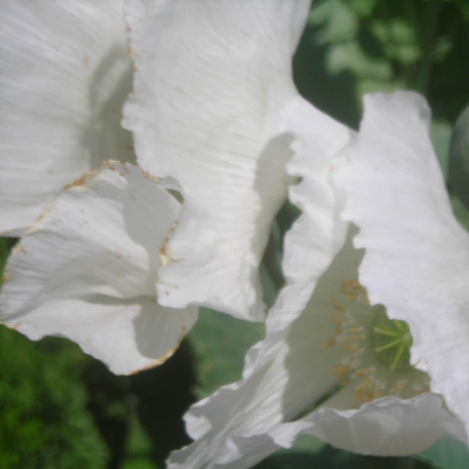 Close-up of a white Peshawar poppy flower with green background