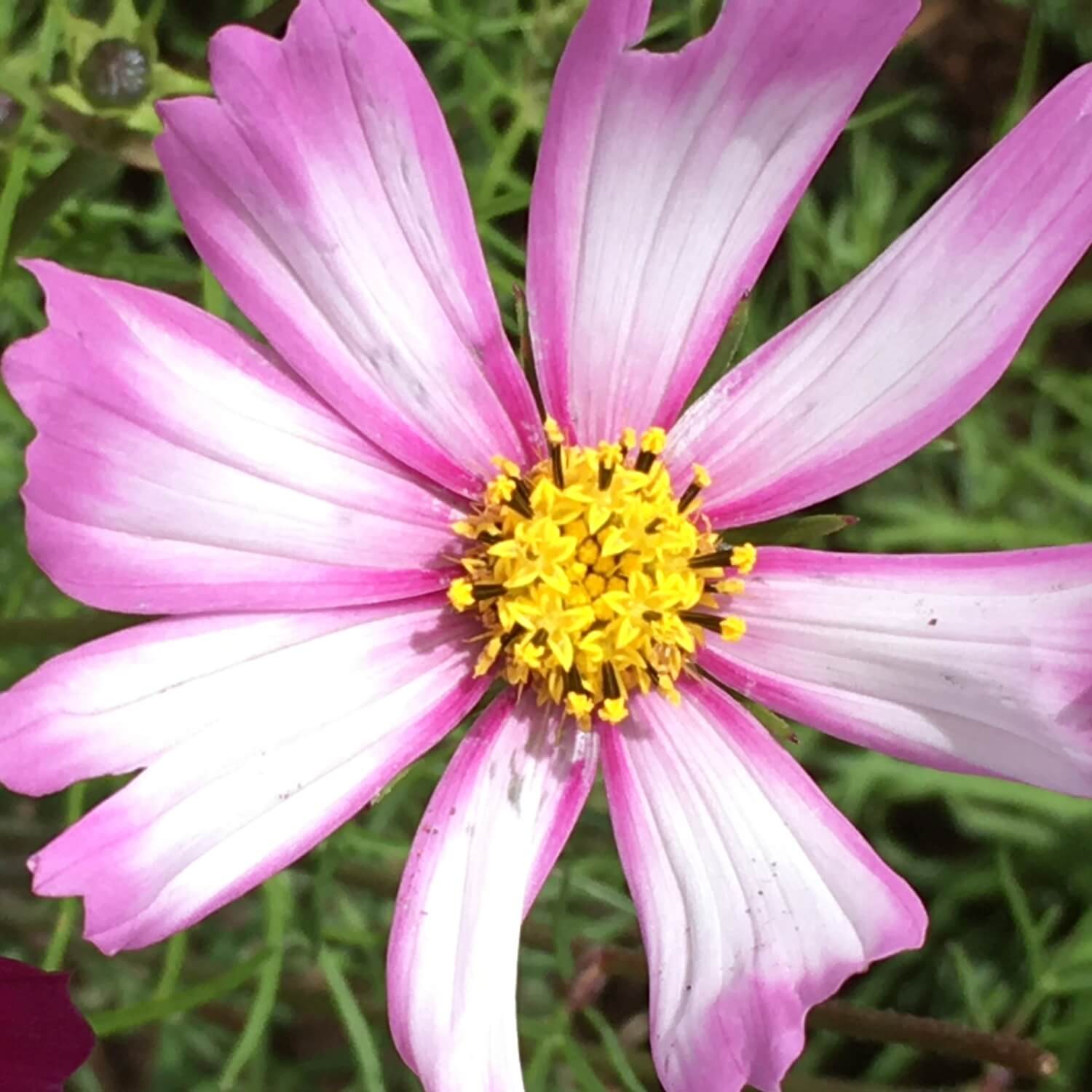 Close-up of a pink picotee cosmos flower with a yellow center on a blurred green background