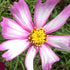 Close-up of a pink picotee cosmos flower with a yellow center on a blurred green background