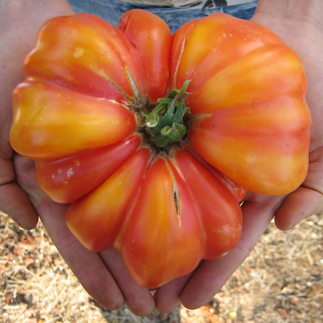 Large red and yellow pineapple tomato held in hands with a blurred background