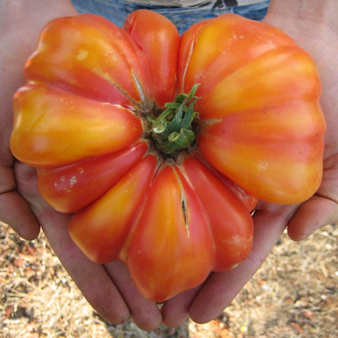 Large red and yellow pineapple tomato held in hands with a blurred background