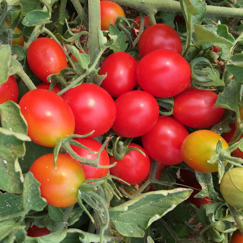 Close-up of red Principe Borghese Tomatos on a vine with green leaves