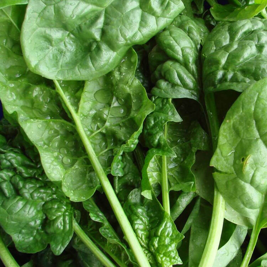 Winter Bloomsdale Spinach