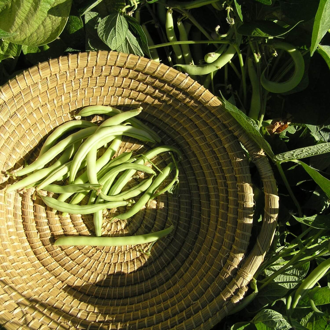 Green Provider bush beans on a woven mat with green leaves in the background